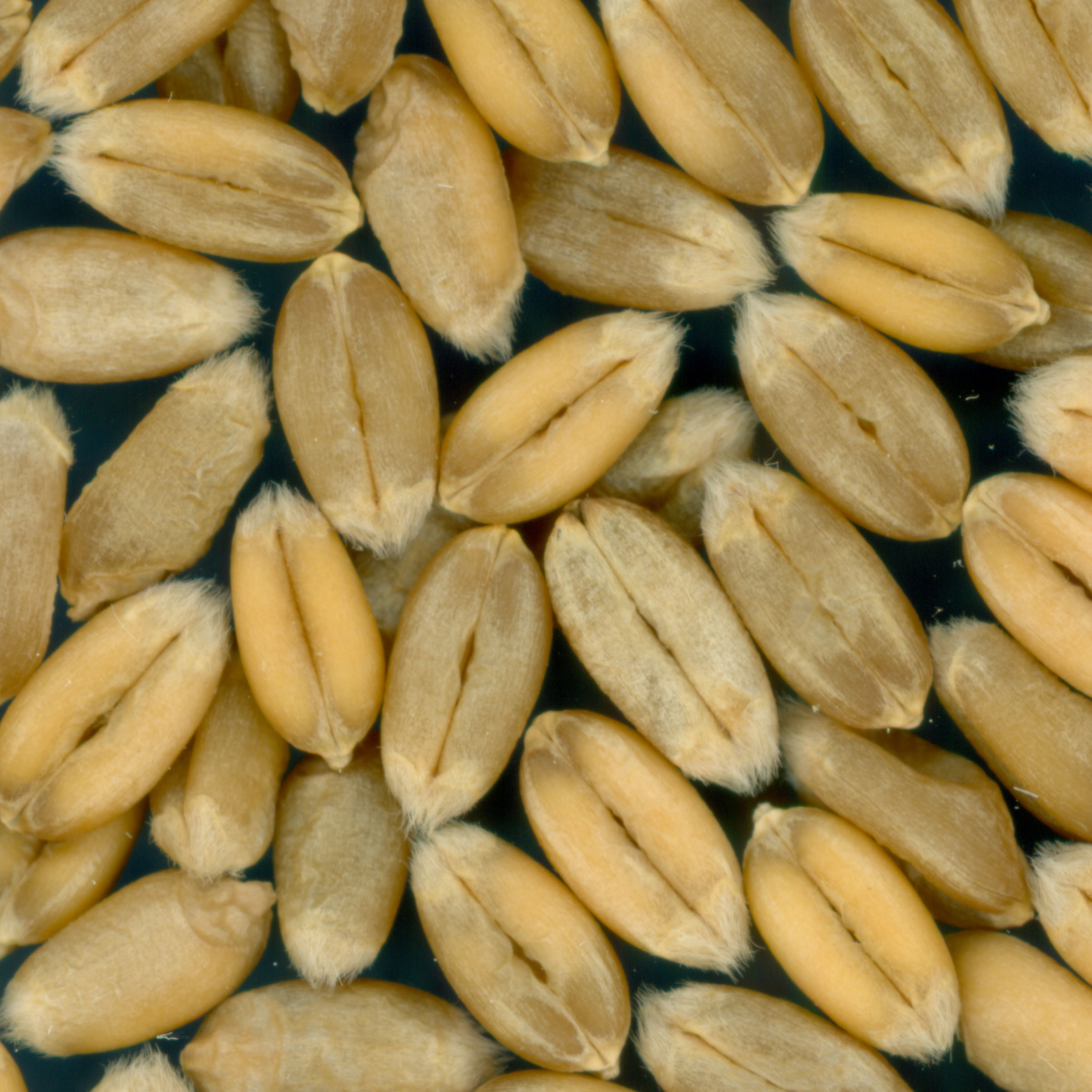 KERNELS